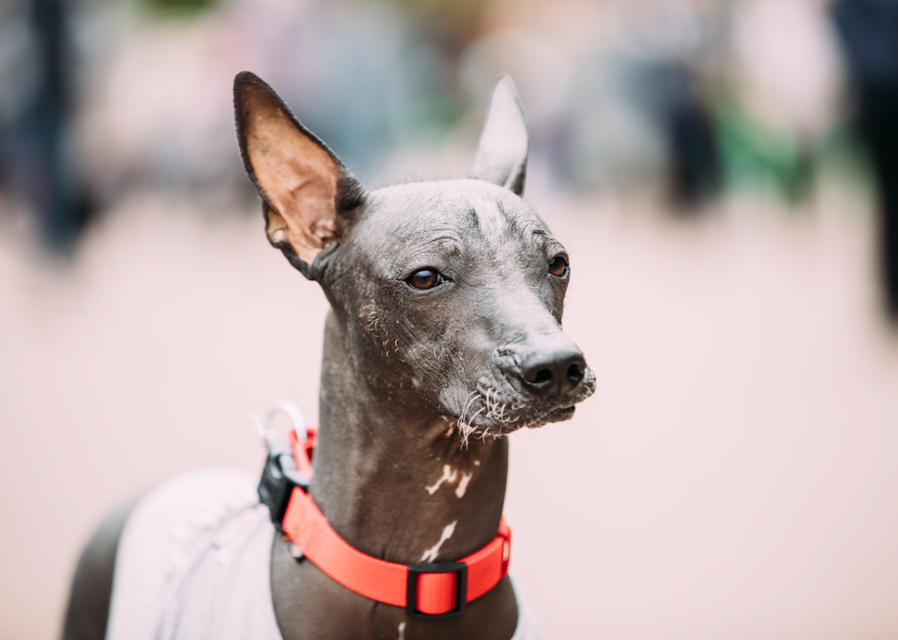 #30. Xoloitzcuintli